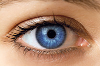 Auge
