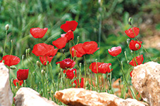 Mohn