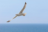 Seagull